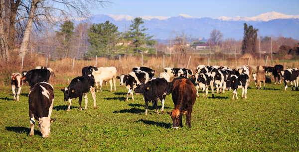 Festa dell’allevatore