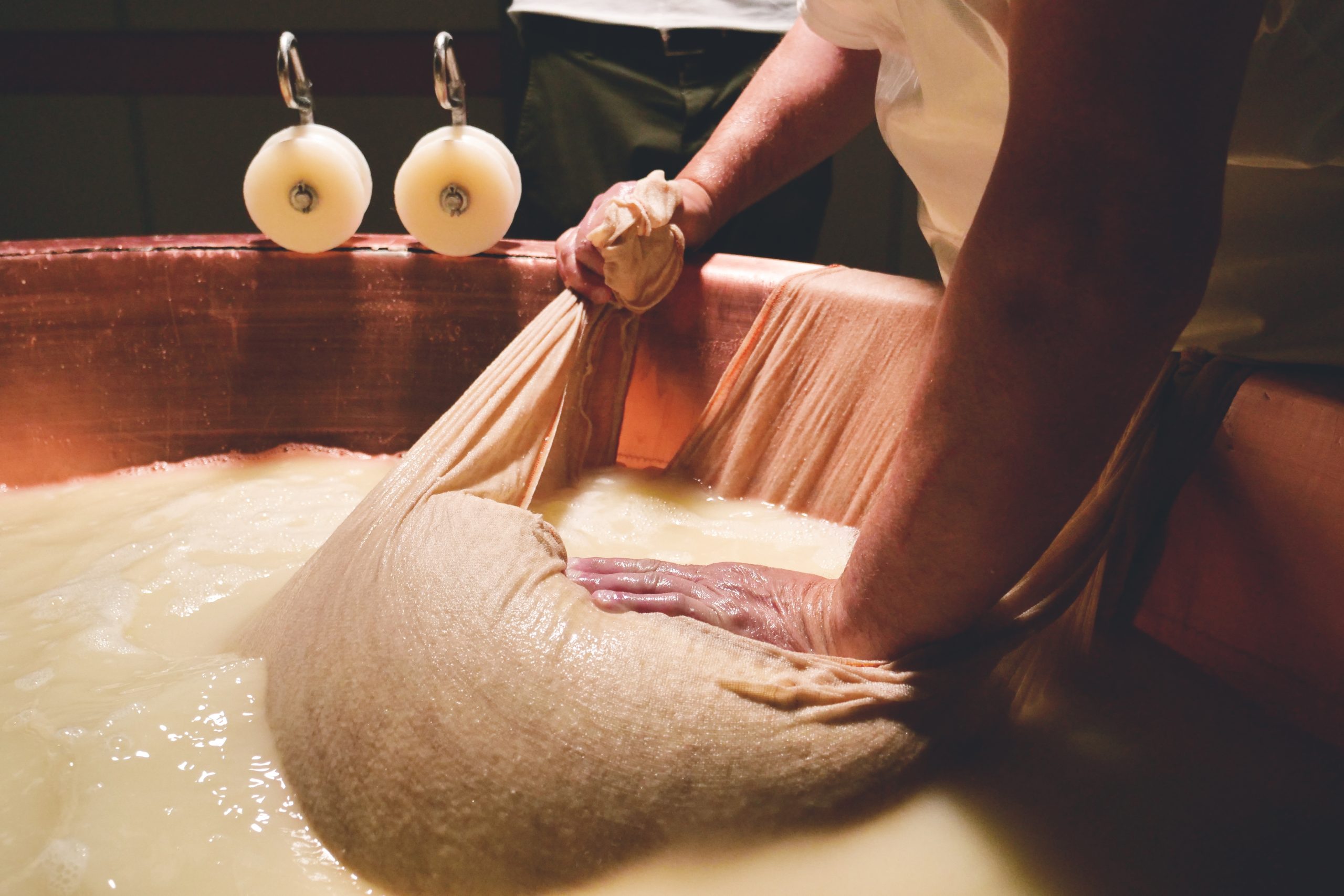 Close up of a cheesemaker is preparing  a form of Parmesan cheese using fresh and biologic milk