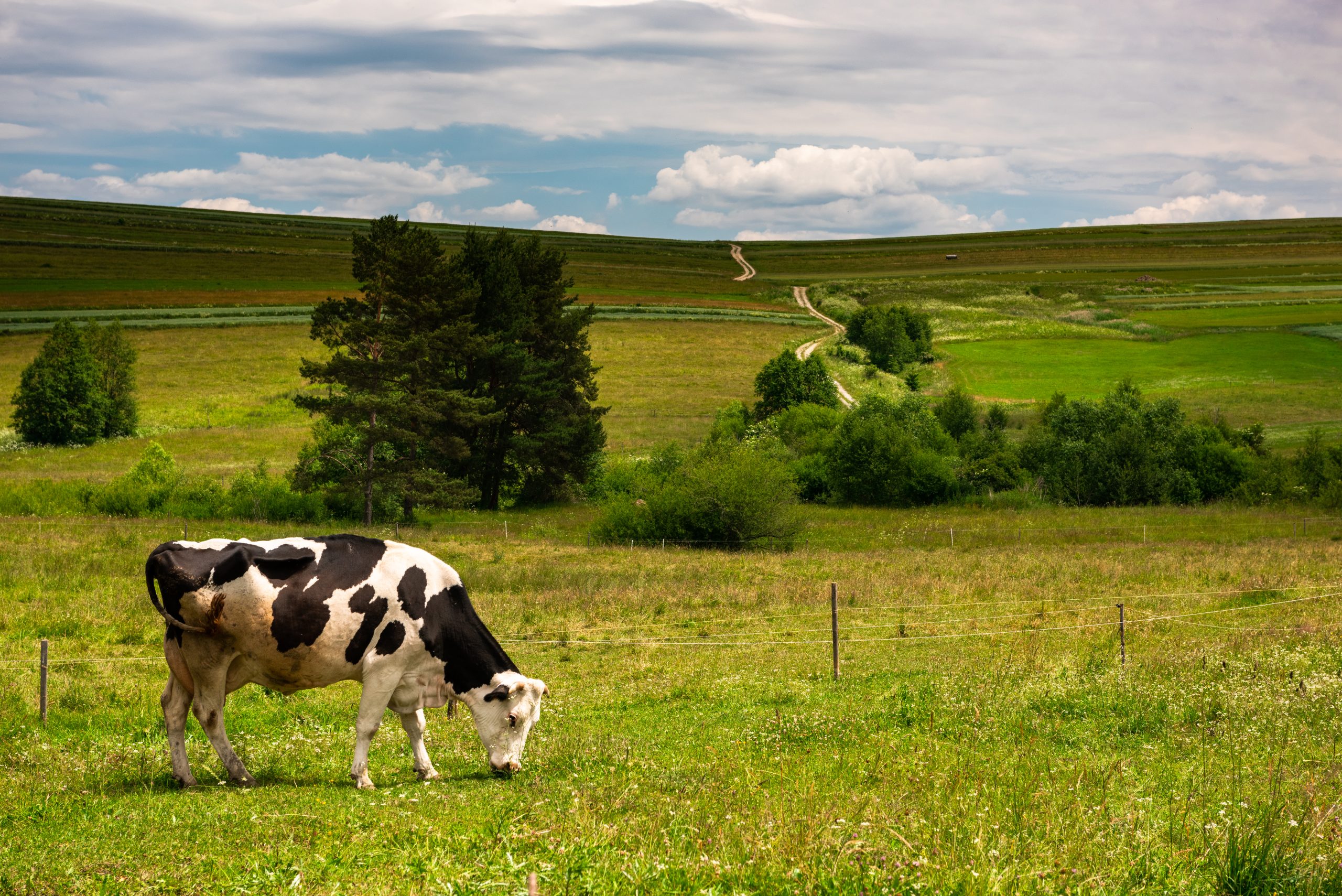 Cow on green grass and agriculture landscape in Poland