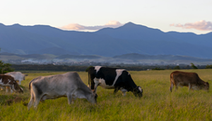 Sostenibilità Ambientale