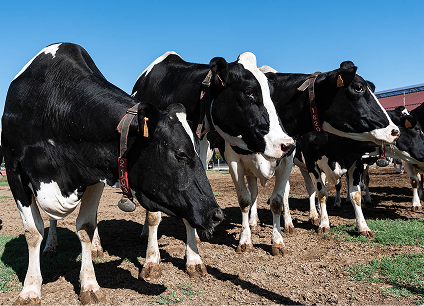 Img vertical small (1)